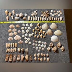 150 Mixed Lot Sanibel Island Seashells.  Assorted types and sizes!